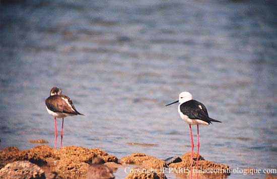 Himantopus himantopus