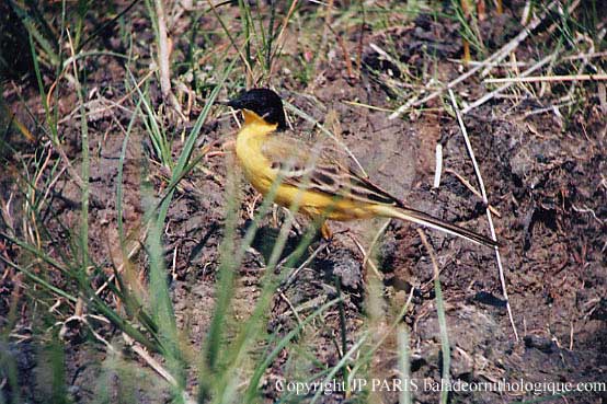 Motacilla flava