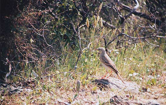 Anthus campestris