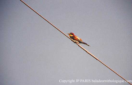 Merops apiaster