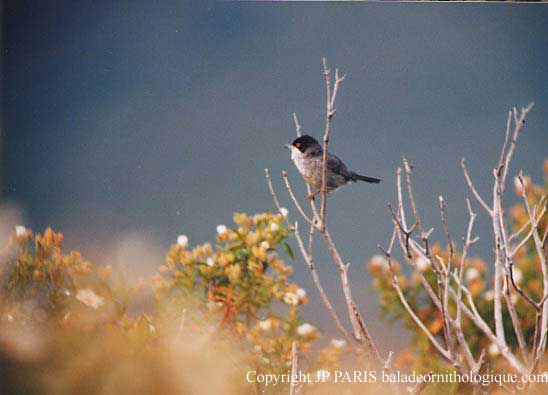 Sylvia melanocephala