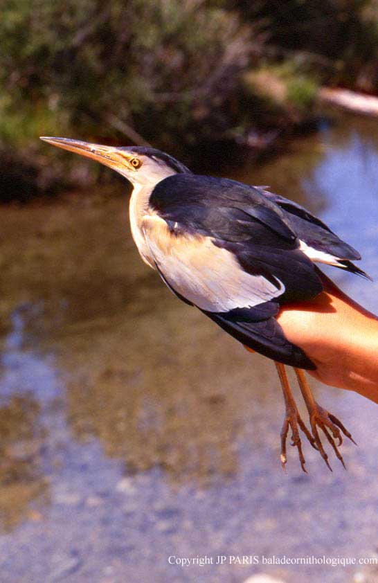 Ixobrychus minutus