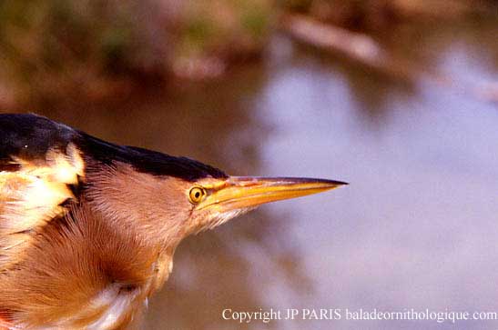 Ixobrychus minutus