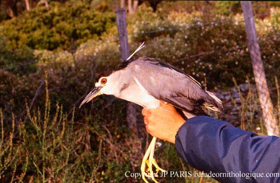 Nycticorax nycticorax