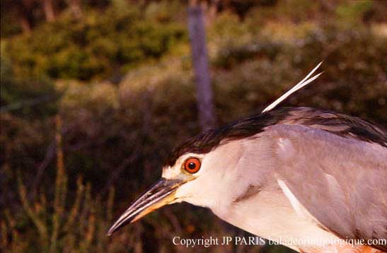 Nycticorax nycticorax