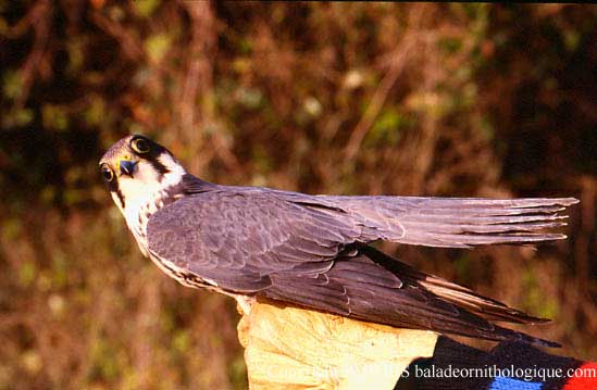 Falco subbuteo