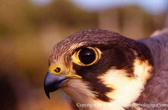 Falco subbuteo