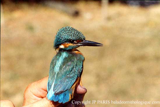 Alcedo atthis