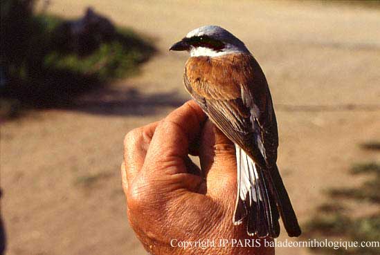 Lanius collurio