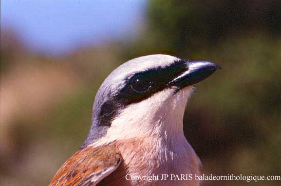 Lanius collurio
