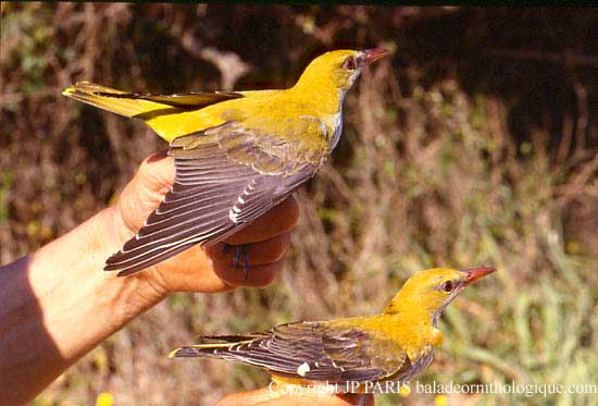 Oriolus oriolus