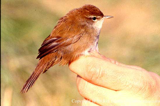 Cettia cetti