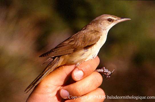 Acrocephalus arundinaceus