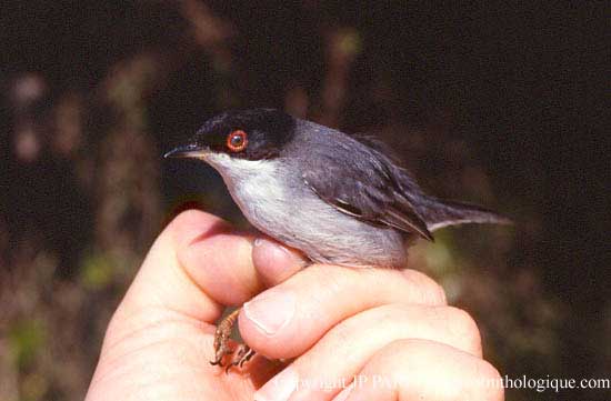 Sylvia melanocephala