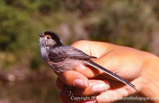 Aegithalos caudatus
