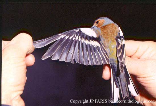 Pinson des arbres