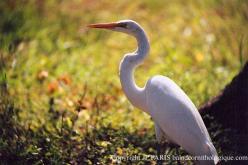 Grande Aigrette