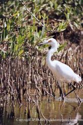 Aigrette neigeuse