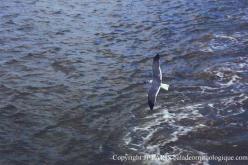 Mouette atricille