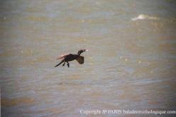 Cormoran vigua