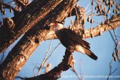 Caracara cheriway