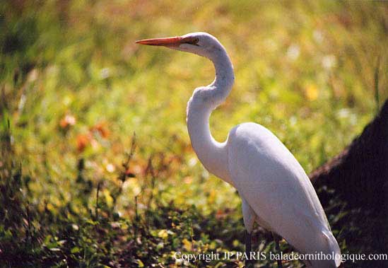 Ardea alba
