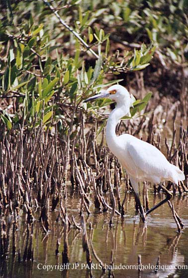 Egretta thula