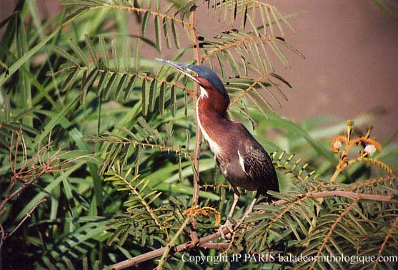Butorides virescens