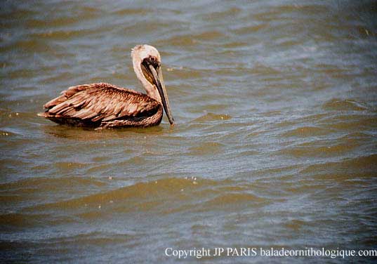 Pelecanus occidentalis