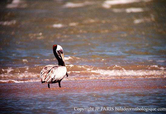 Pelecanus occidentalis