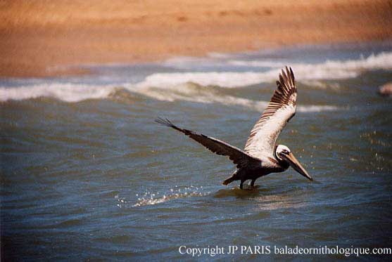 Pelecanus occidentalis