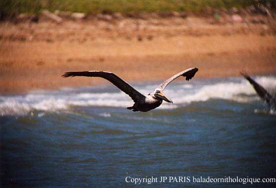 Pelecanus occidentalis