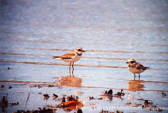 Charadrius semipalmatus
