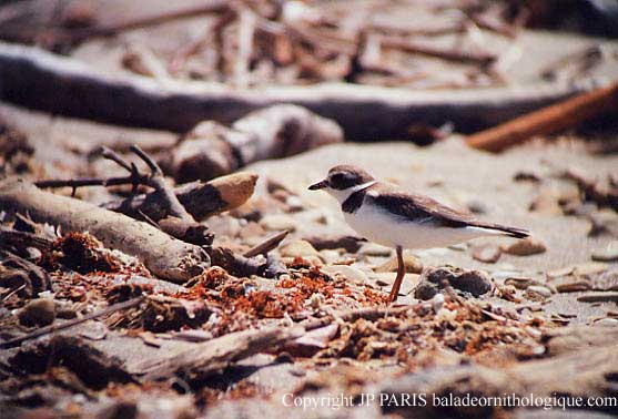Charadrius semipalmatus