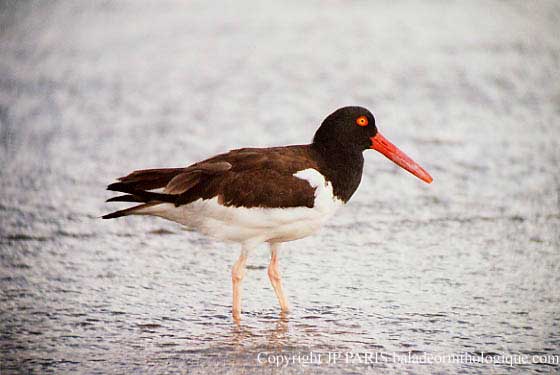 Haematopus palliatus