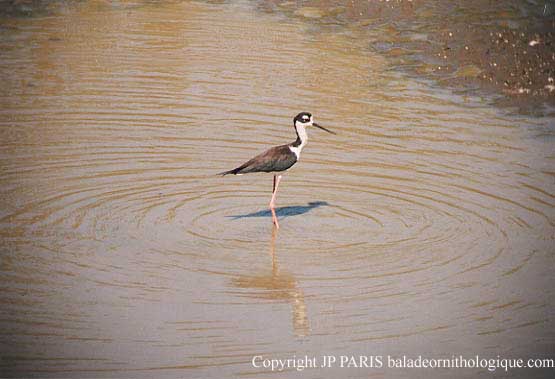 Himantopus mexicanus