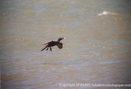 Phalacrocorax brasilianus