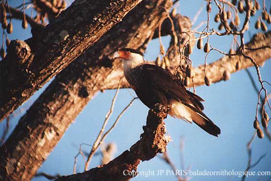 Caracara cheriway