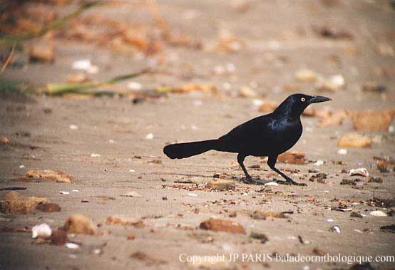 Quiscalus mexicanus