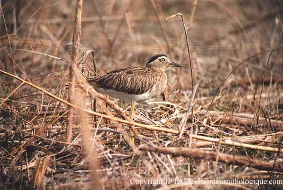Burhinus bistriatus