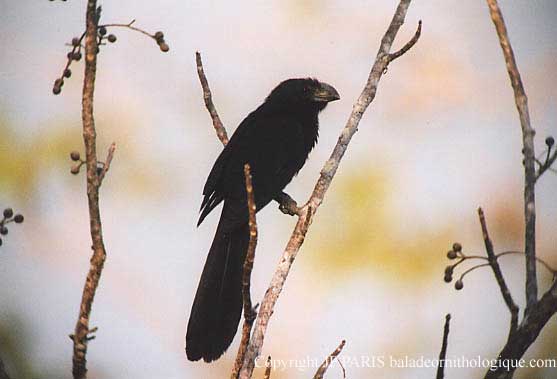 Crotophaga sulcirostris