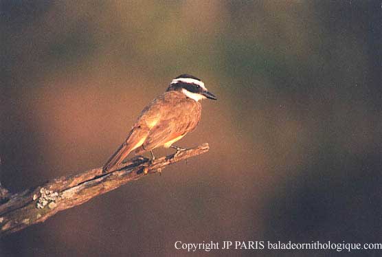 Pitangus sulphuratus