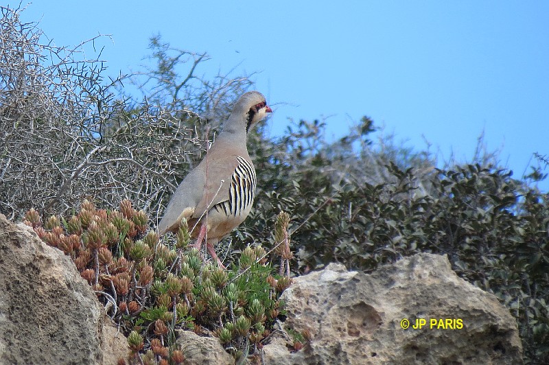 chukar