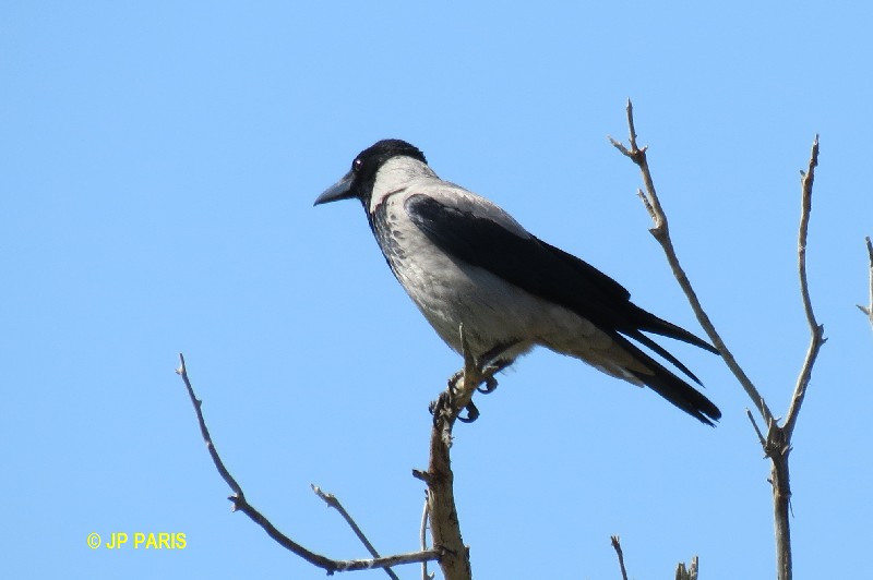 Hooded Crow