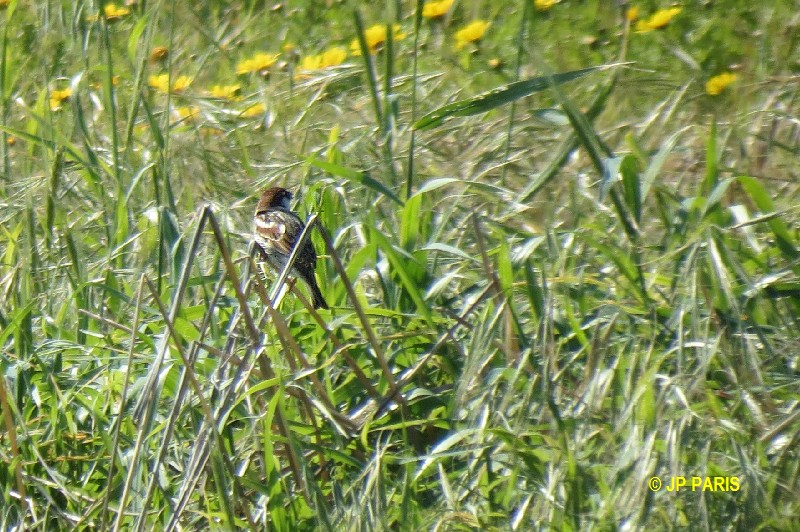 Spanish Sparrow