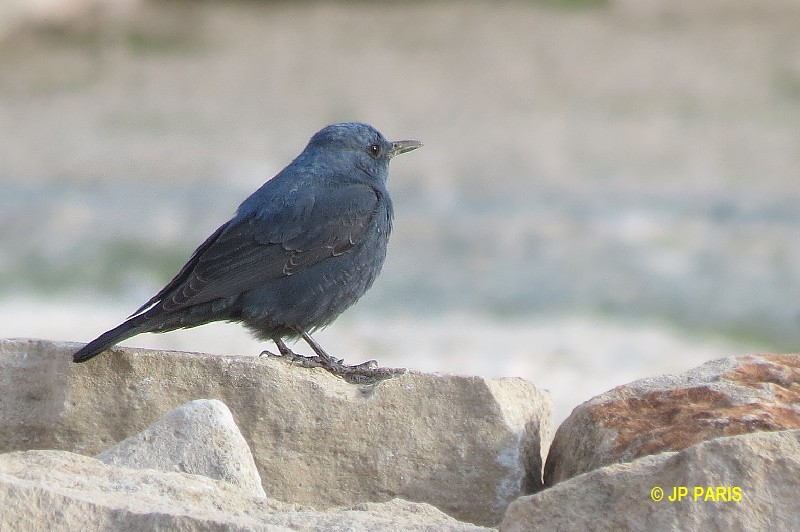 Monticola solitarius
