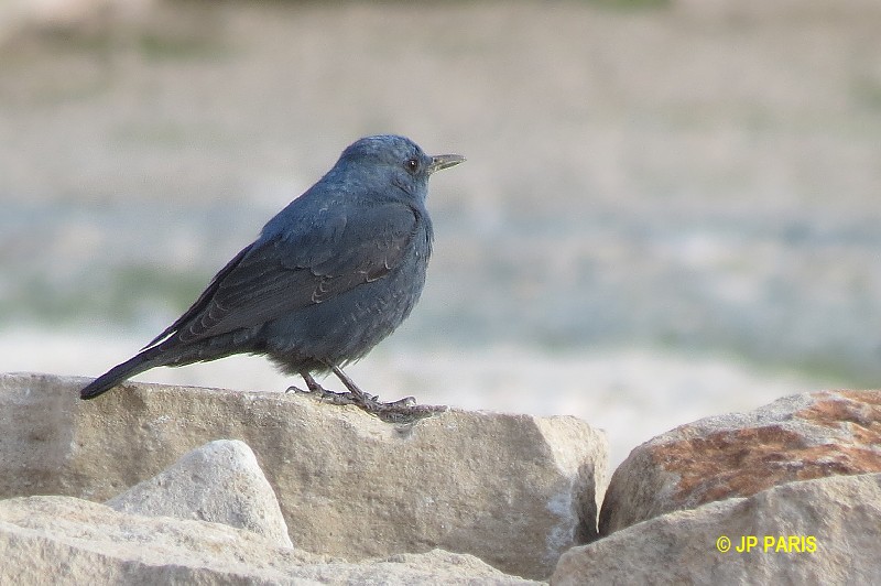 Blue Rock-Thrush