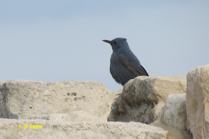 Blue Rock-Thrush