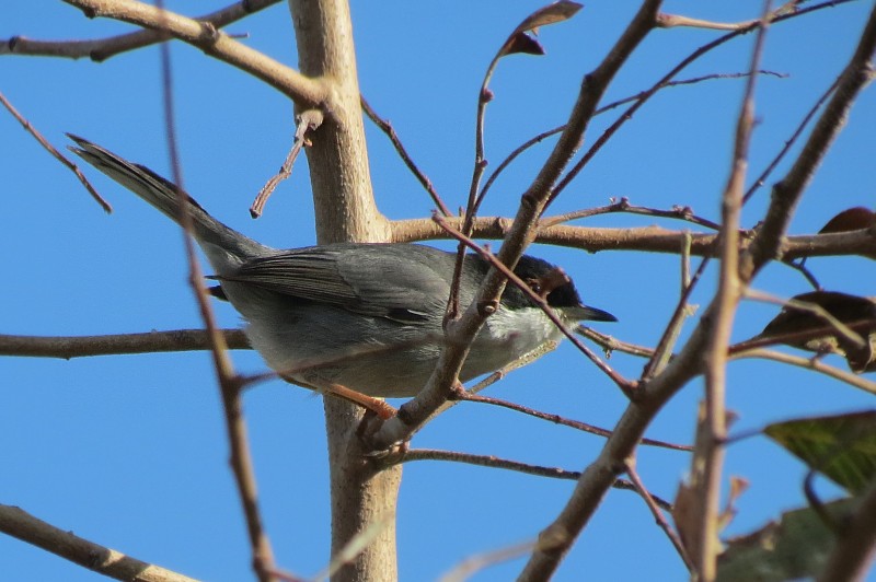 Sylvia melanocephala