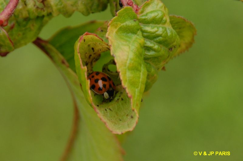 Coccinelle asiatique